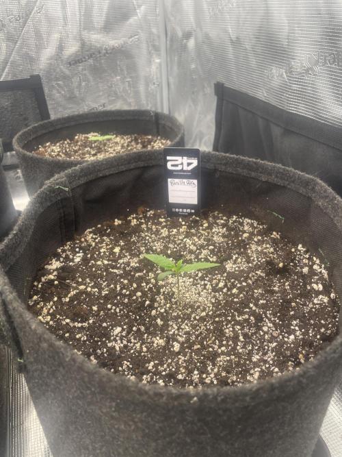 Strawberry Gorilla RF3 Auto. Week 1