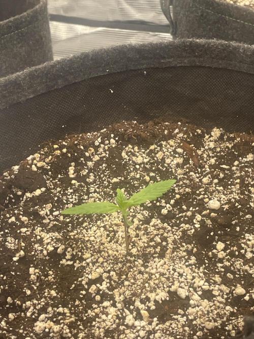 Strawberry Gorilla RF3 Auto. Week 1