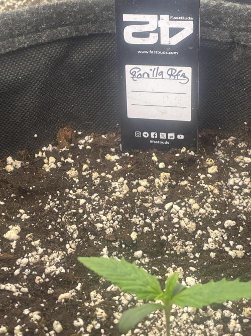 Strawberry Gorilla RF3 Auto. Week 1