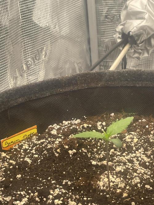 Guava Runtz Auto. Week 1
