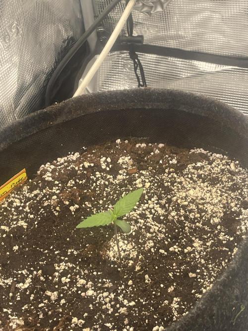 Guava Runtz Auto. Week 1