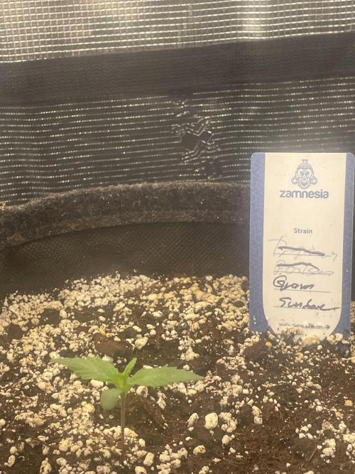 Guava Sundae Auto. Week 1