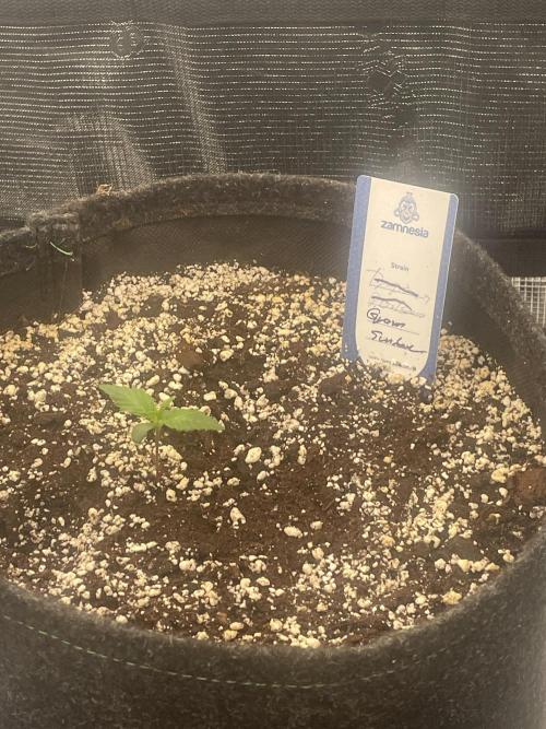 Guava Sundae Auto. Week 1