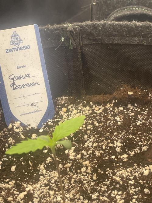 Banana Guava Auto. Week 1