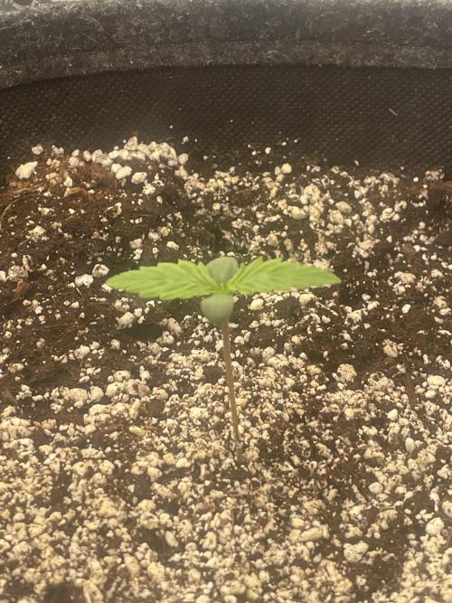 Banana Guava Auto. Week 1