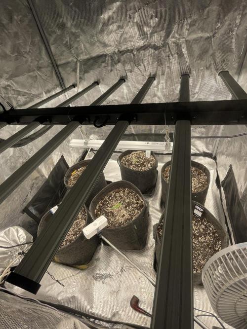 Banana Guava Auto. Week 1