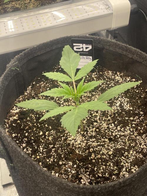 Strawberry Gorilla RF3 Auto. Week 2