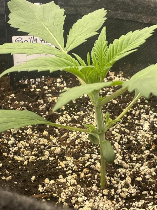 Strawberry Gorilla RF3 Auto. Week 2
