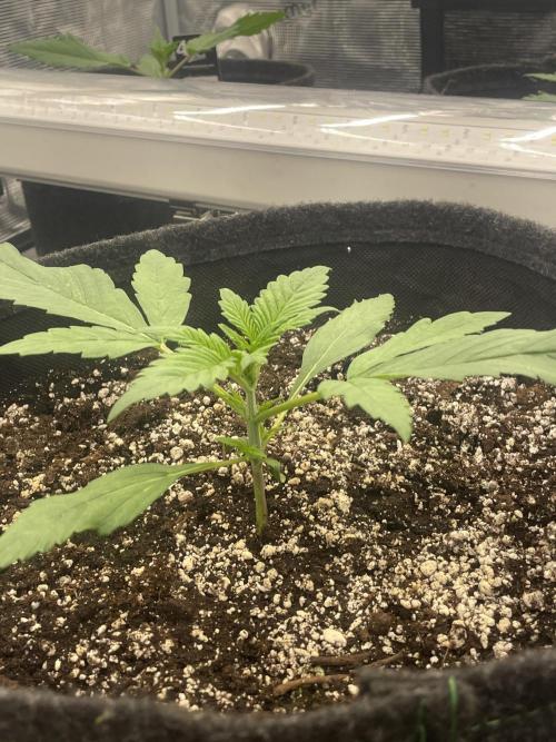 Strawberry Gorilla RF3 Auto. Week 2
