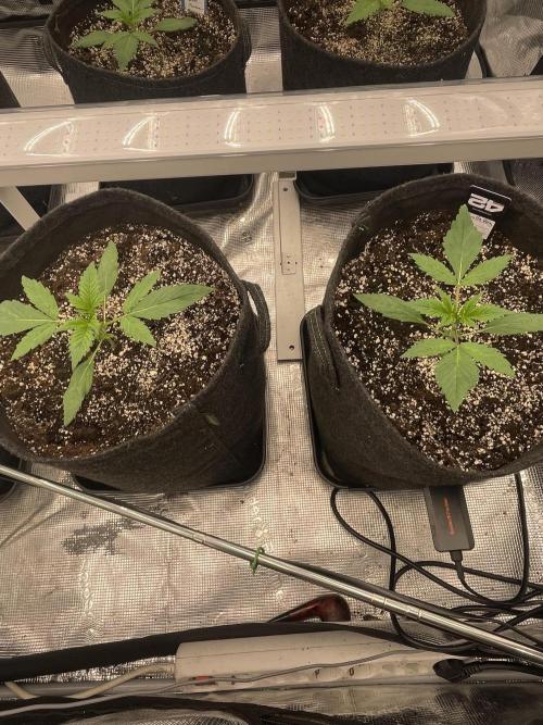 Strawberry Gorilla RF3 Auto. Week 2