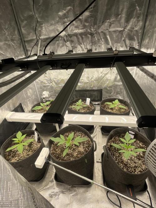 Strawberry Gorilla RF3 Auto. Week 2