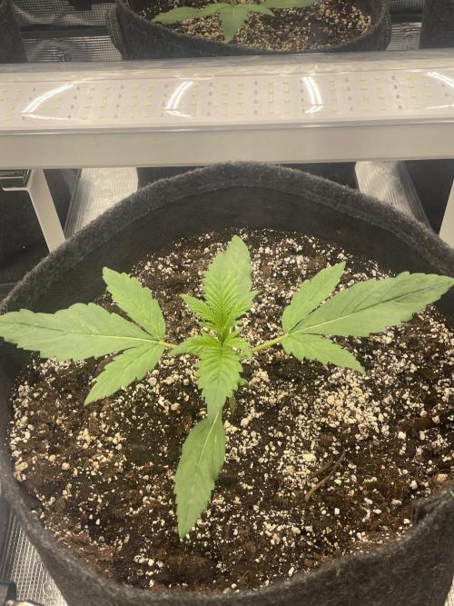 Strawberry Gorilla RF3 Auto. Week 2