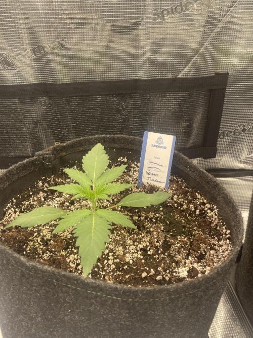 Guava Sundae Auto. Week 2