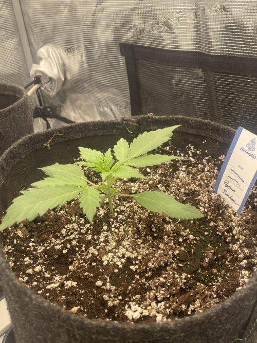 Guava Sundae Auto. Week 2