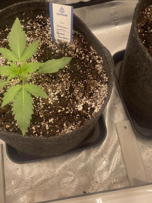 Guava Sundae Auto. Week 2