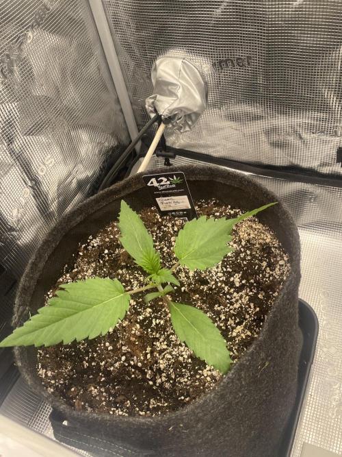 Guava Runtz Auto. Week 2