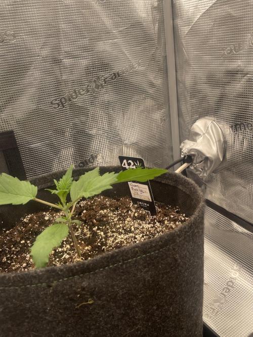 Guava Runtz Auto. Week 2