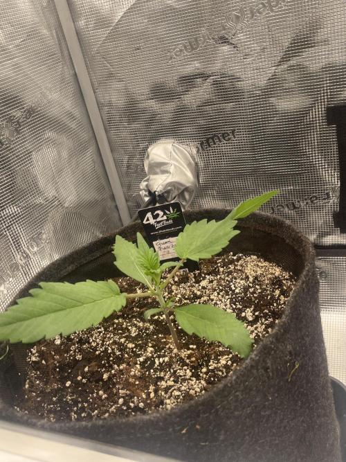 Guava Runtz Auto. Week 2