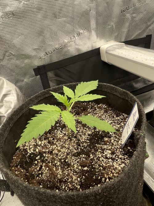 Banana Guava Auto. Week 2