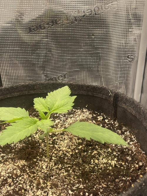 Banana Guava Auto. Week 2