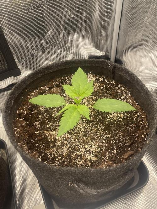 Banana Guava Auto. Week 2