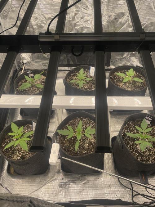 Banana Guava Auto. Week 2