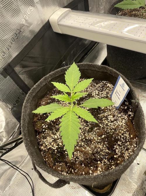 Banana Guava Auto. Week 2