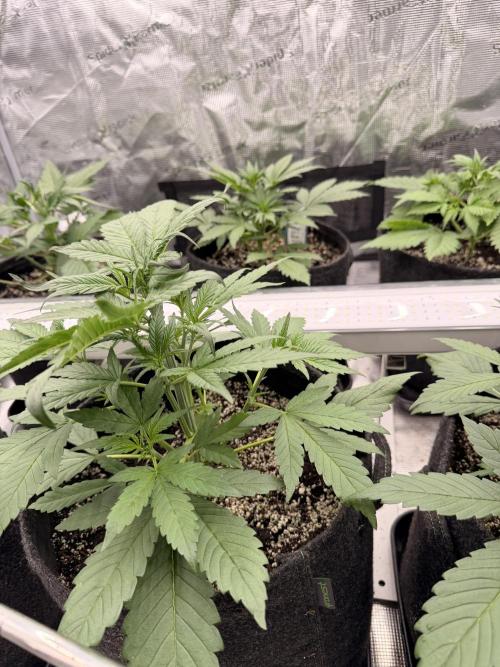 Strawberry Gorilla RF3 Auto. Week 3