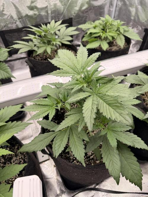 Strawberry Gorilla RF3 Auto. Week 3