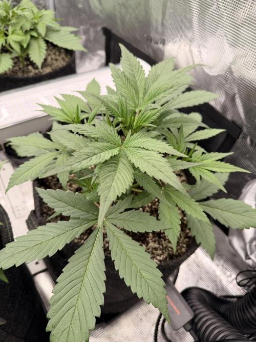 Strawberry Gorilla RF3 Auto. Week 3