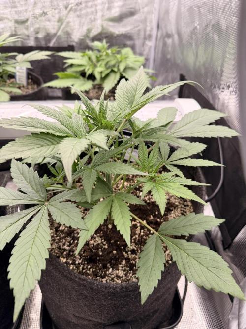 Strawberry Gorilla RF3 Auto. Week 3