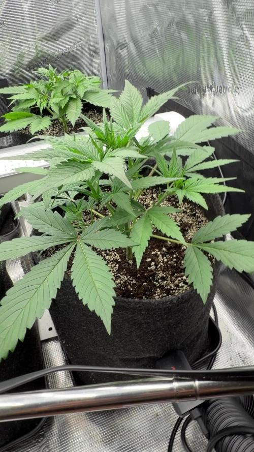 Strawberry Gorilla RF3 Auto