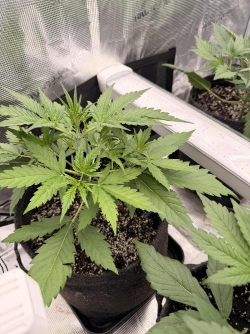 Banana Guava Auto. Week 3