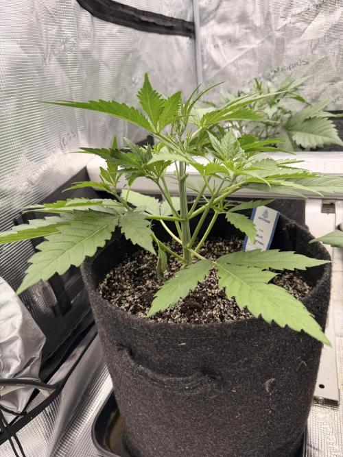 Banana Guava Auto. Week 3