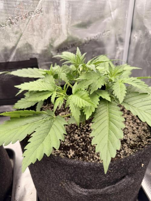 Banana Guava Auto. Week 3