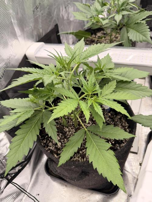 Banana Guava Auto. Week 3