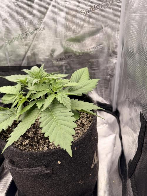 Banana Guava Auto. Week 3
