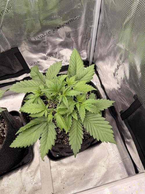 Banana Guava Auto. Week 3