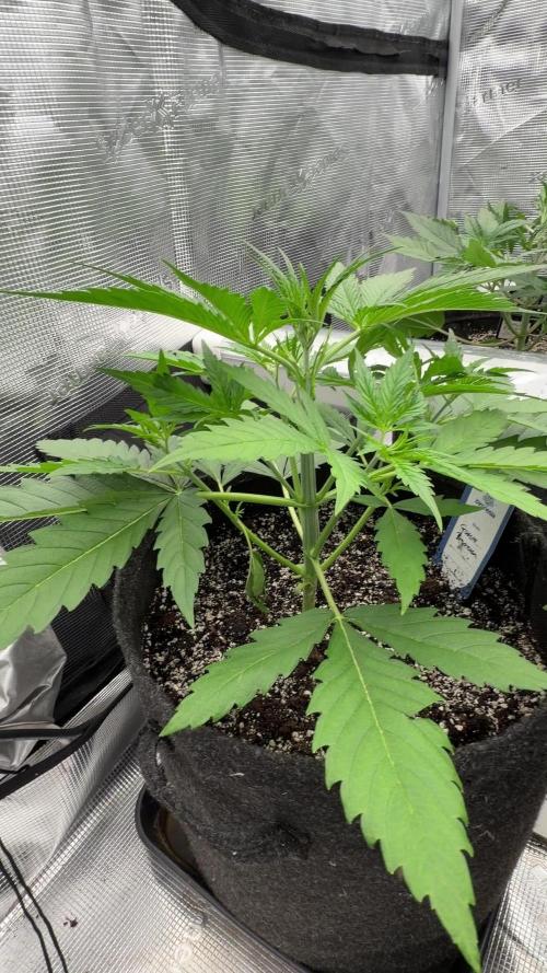 Banana Guava Auto