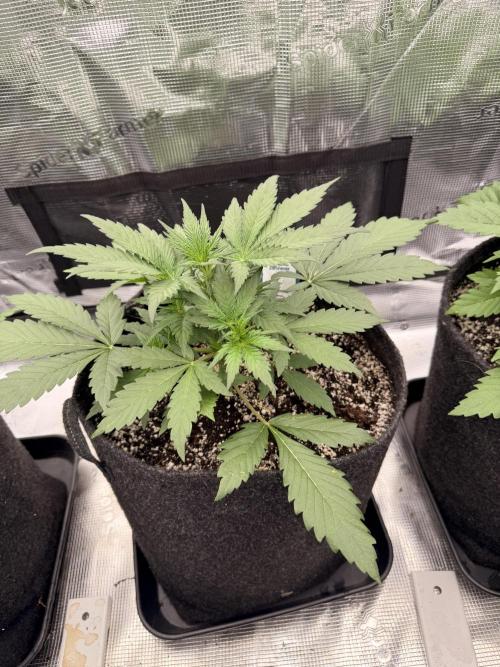 Guava Sundae Auto. Week 3