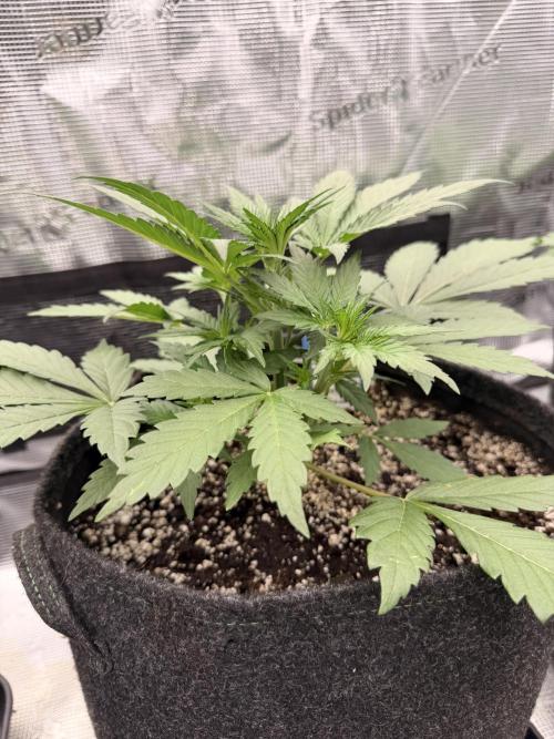 Guava Sundae Auto. Week 3