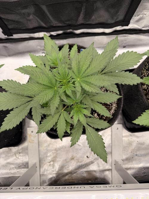 Guava Sundae Auto. Week 3