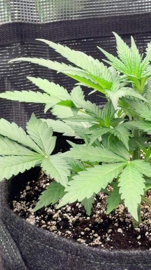 Guava Sundae Auto
