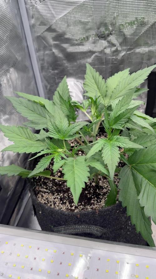 Guava Runtz Auto
