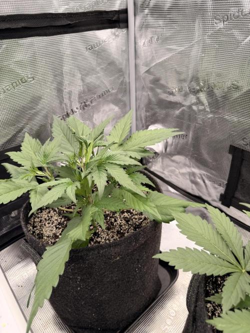 Guava Runtz Auto. Week 3