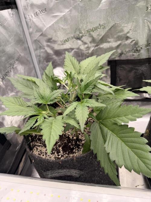 Guava Runtz Auto. Week 3