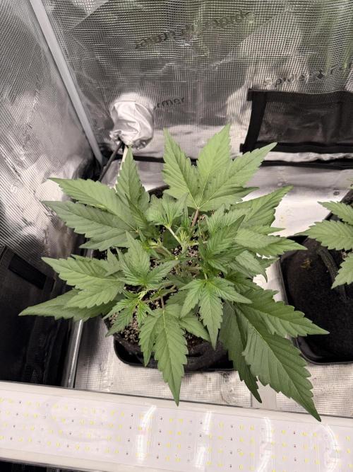 Guava Runtz Auto. Week 3