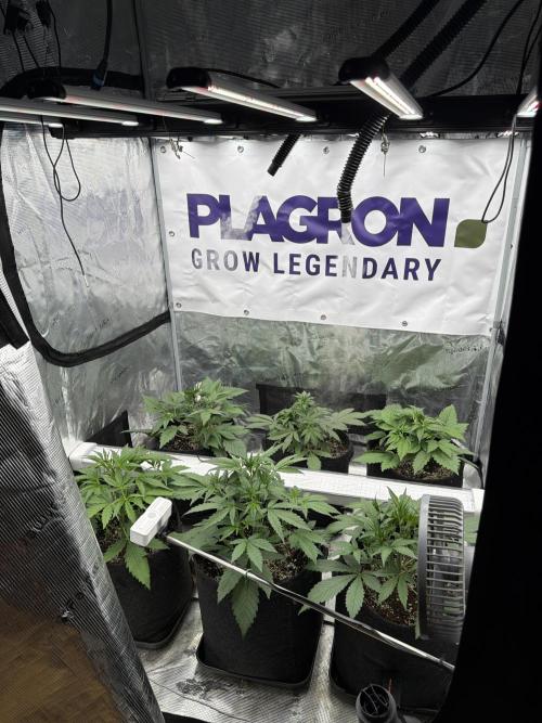Guava Sundae Auto. Week 3