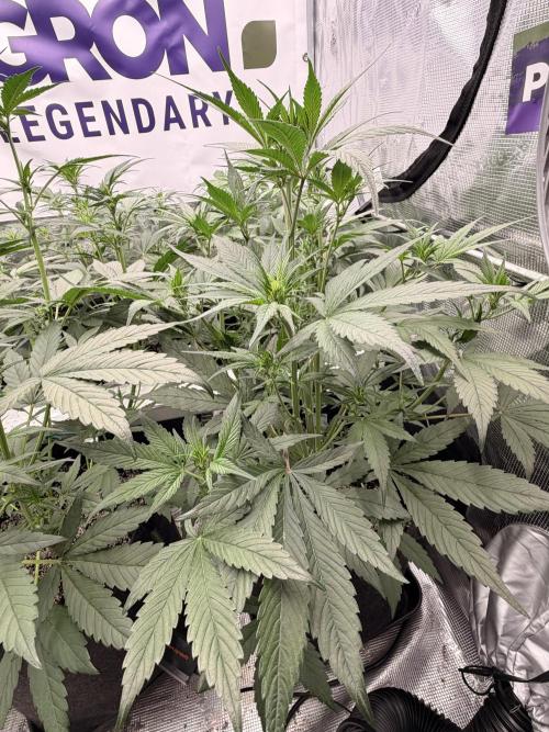 Strawberry Gorilla RF3 Auto. Week 4