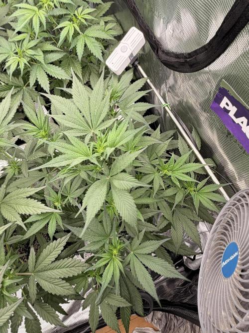 Strawberry Gorilla RF3 Auto. Week 4